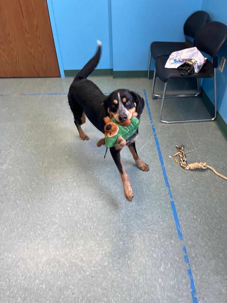 Enlarge Darla Mae, a Adoptable mixed breed in Lima, OH image 2/5