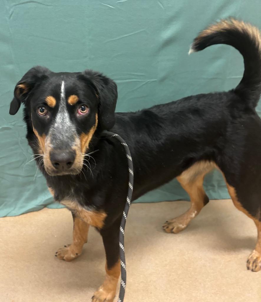 Enlarge Darla Mae, a Adoptable mixed breed in Lima, OH image 3/5