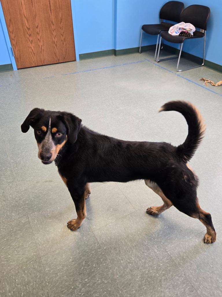 Enlarge Darla Mae, a Adoptable mixed breed in Lima, OH image 4/5