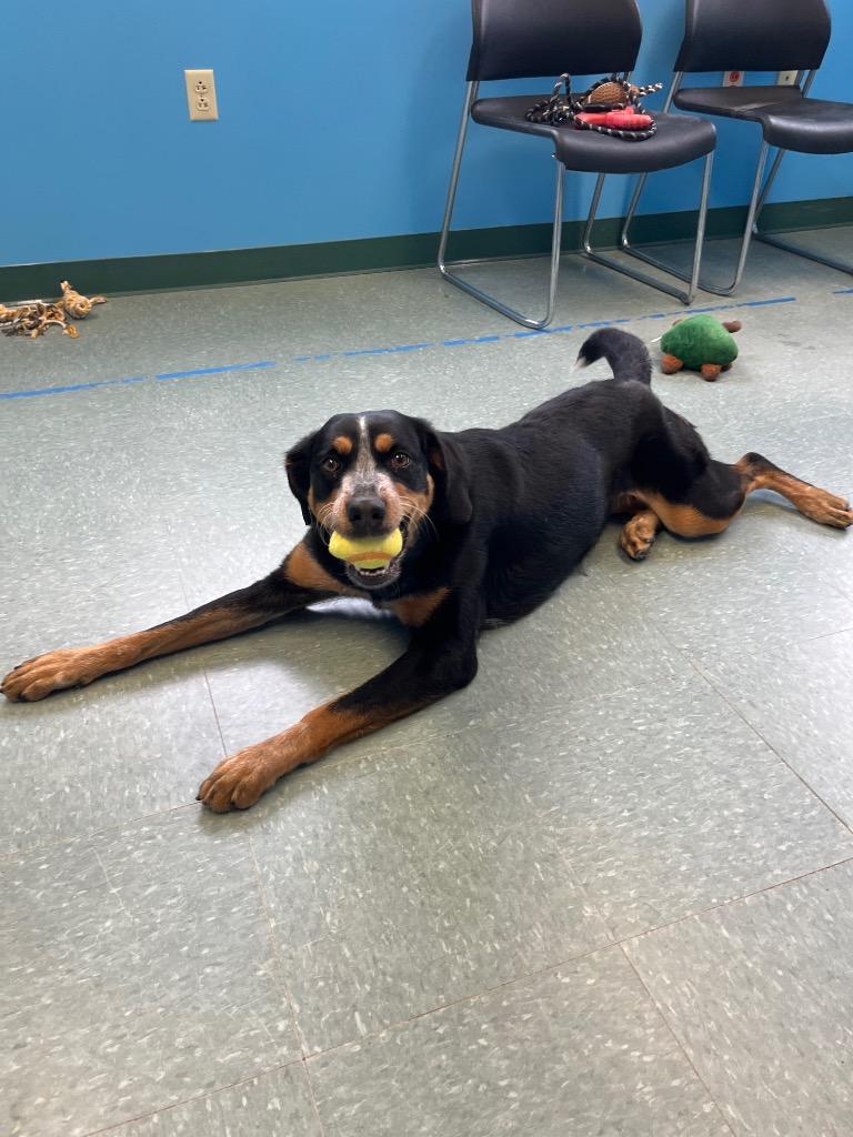 Enlarge Darla Mae, a Adoptable mixed breed in Lima, OH image 5/5