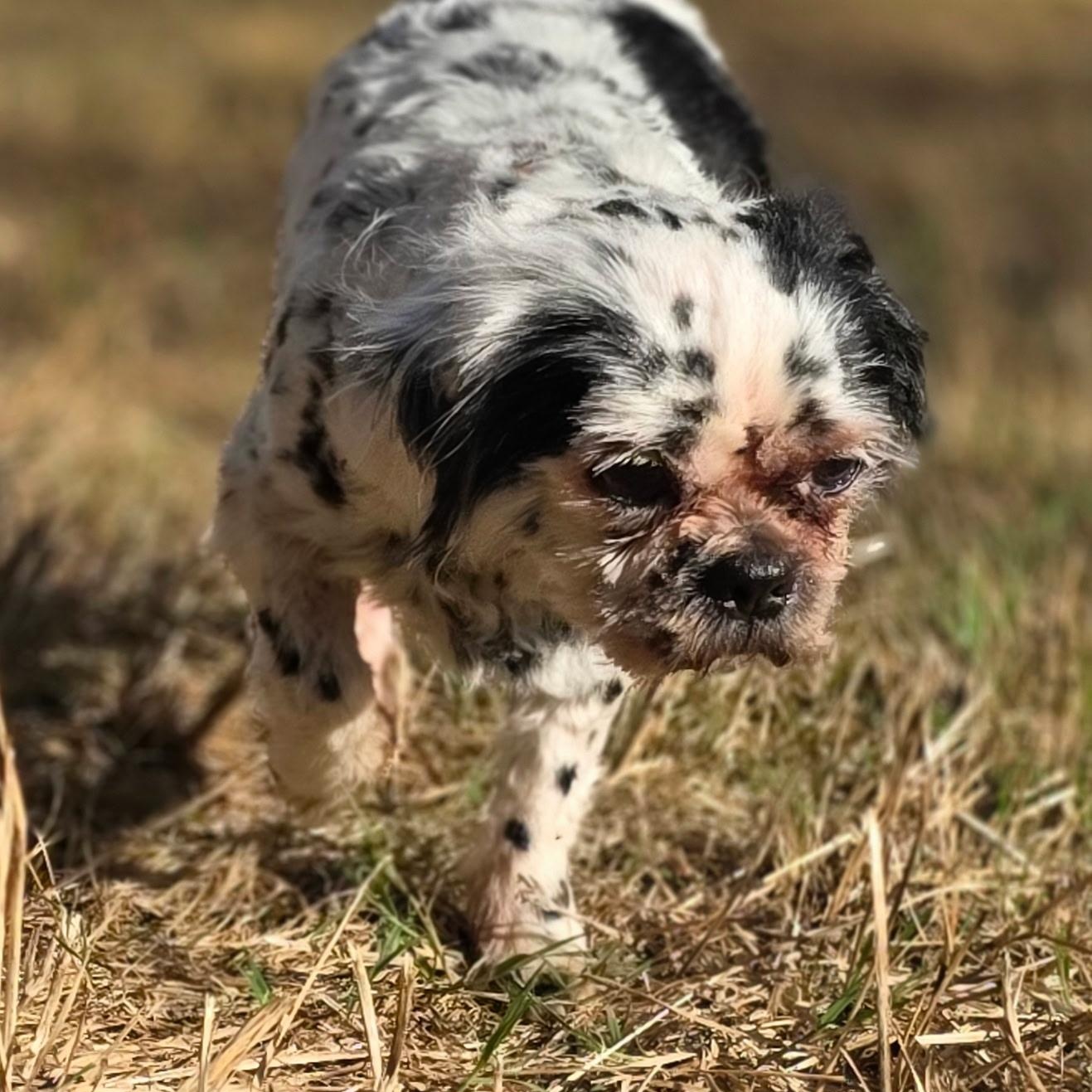 Sir Spotsalot, Adopted, Adult Male Shih Tzu.