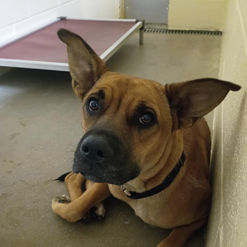Brooklyn, Adoptable, Young Female Shepherd & Mixed Breed.