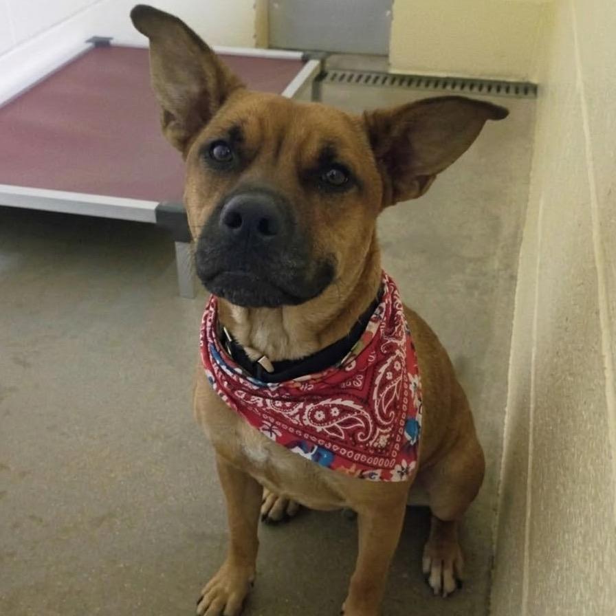 Enlarge Brooklyn, a Adoptable mixed breed in Palestine, TX image 2/2