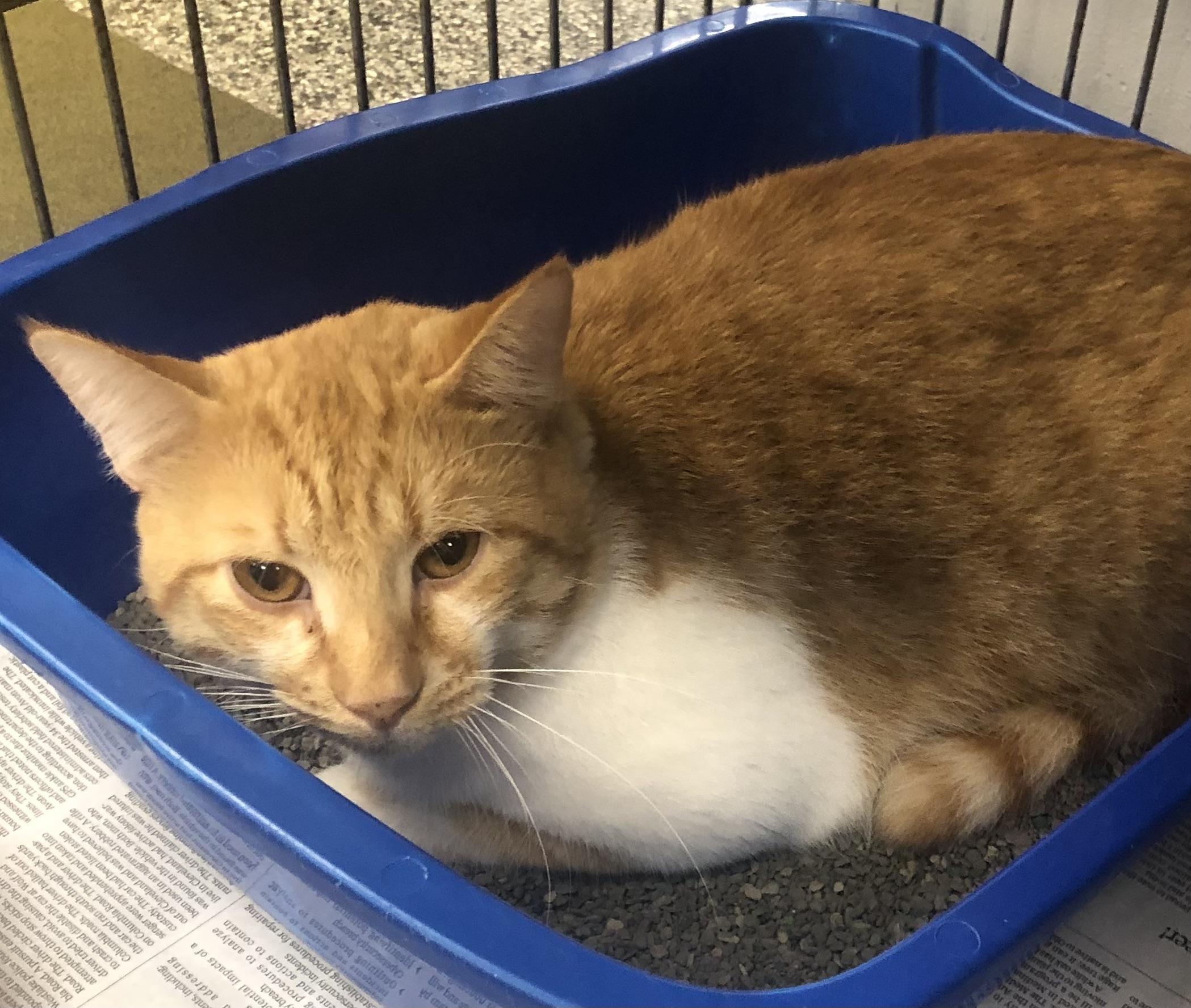 King & Prince, Adoptable, Adult Male Domestic Short Hair.