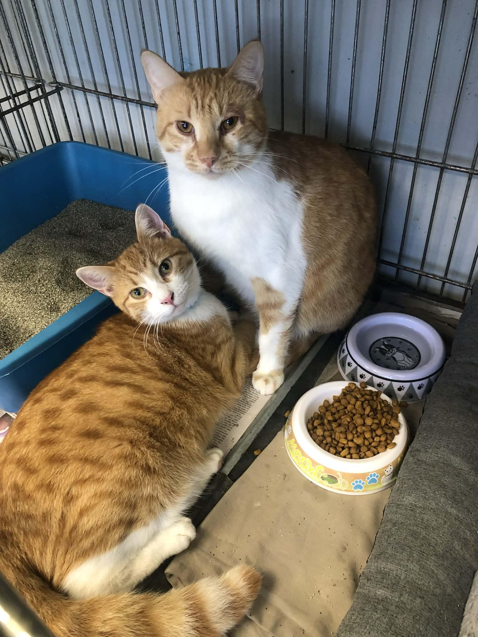 King & Prince, a Adoptable Domestic Short Hair in Parma, OH image 1/3