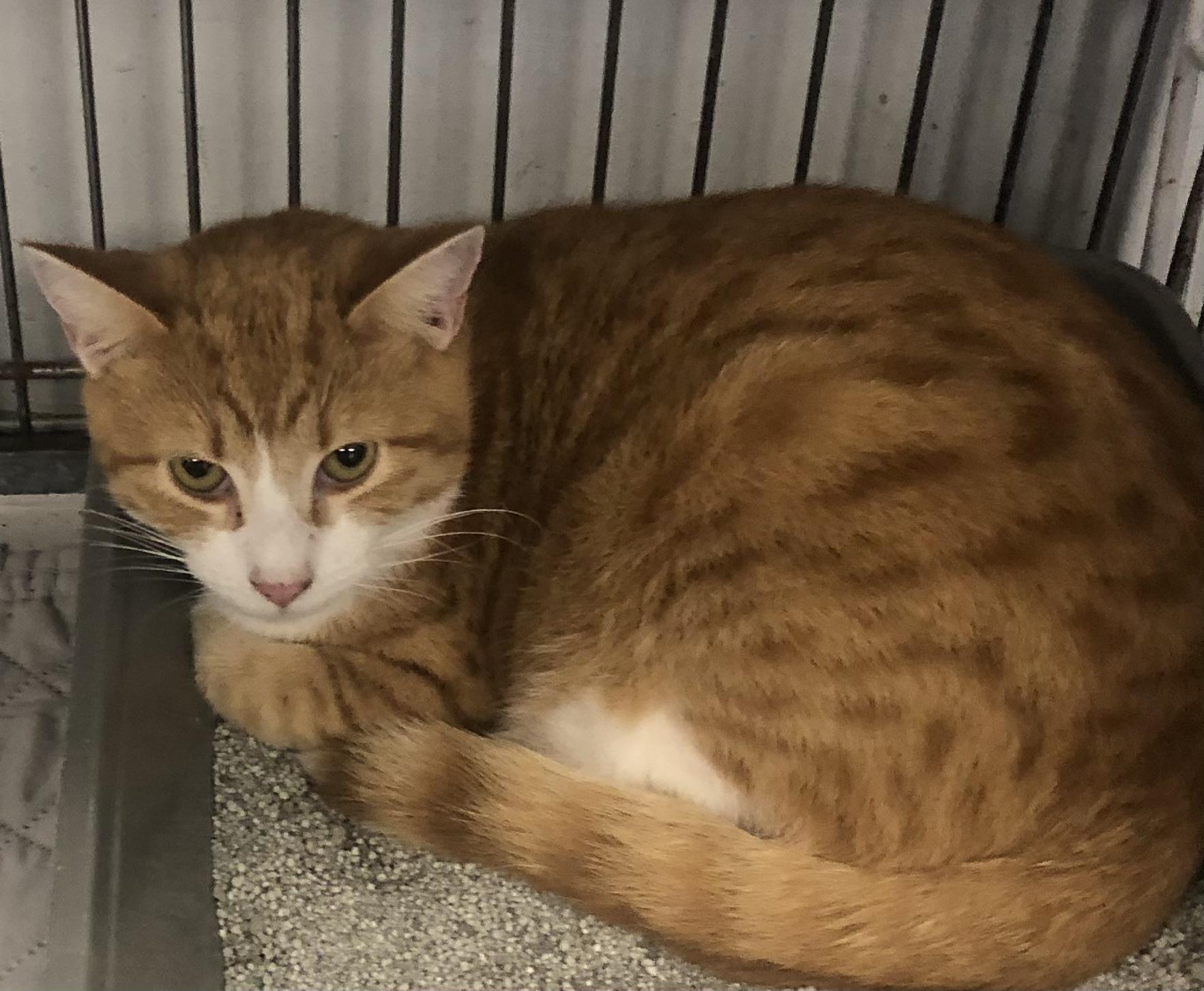 King & Prince, a Adoptable Domestic Short Hair in Parma, OH image 2/3