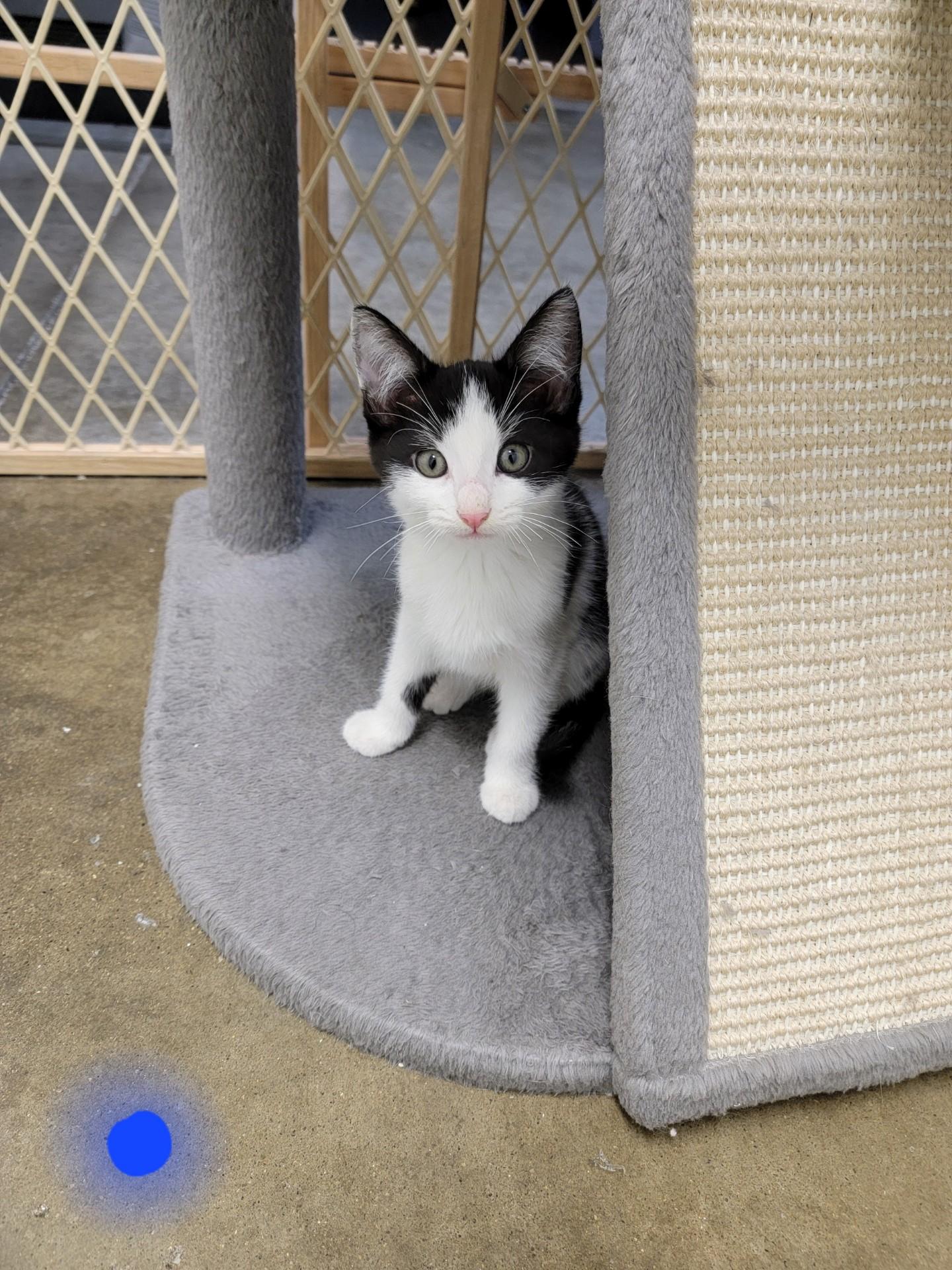 Enlarge THOMAS, a Adoptable mixed breed in Wilmington, OH image 1/1