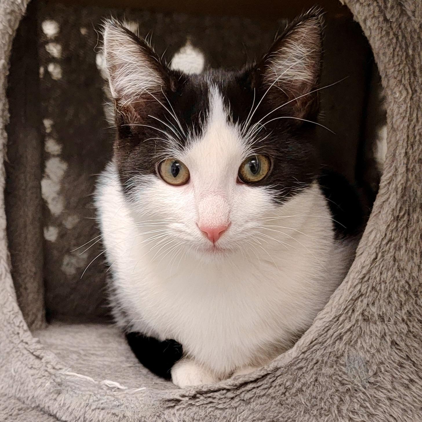 THOMAS, Adoptable, Kitten Male Domestic Short Hair & Tuxedo.