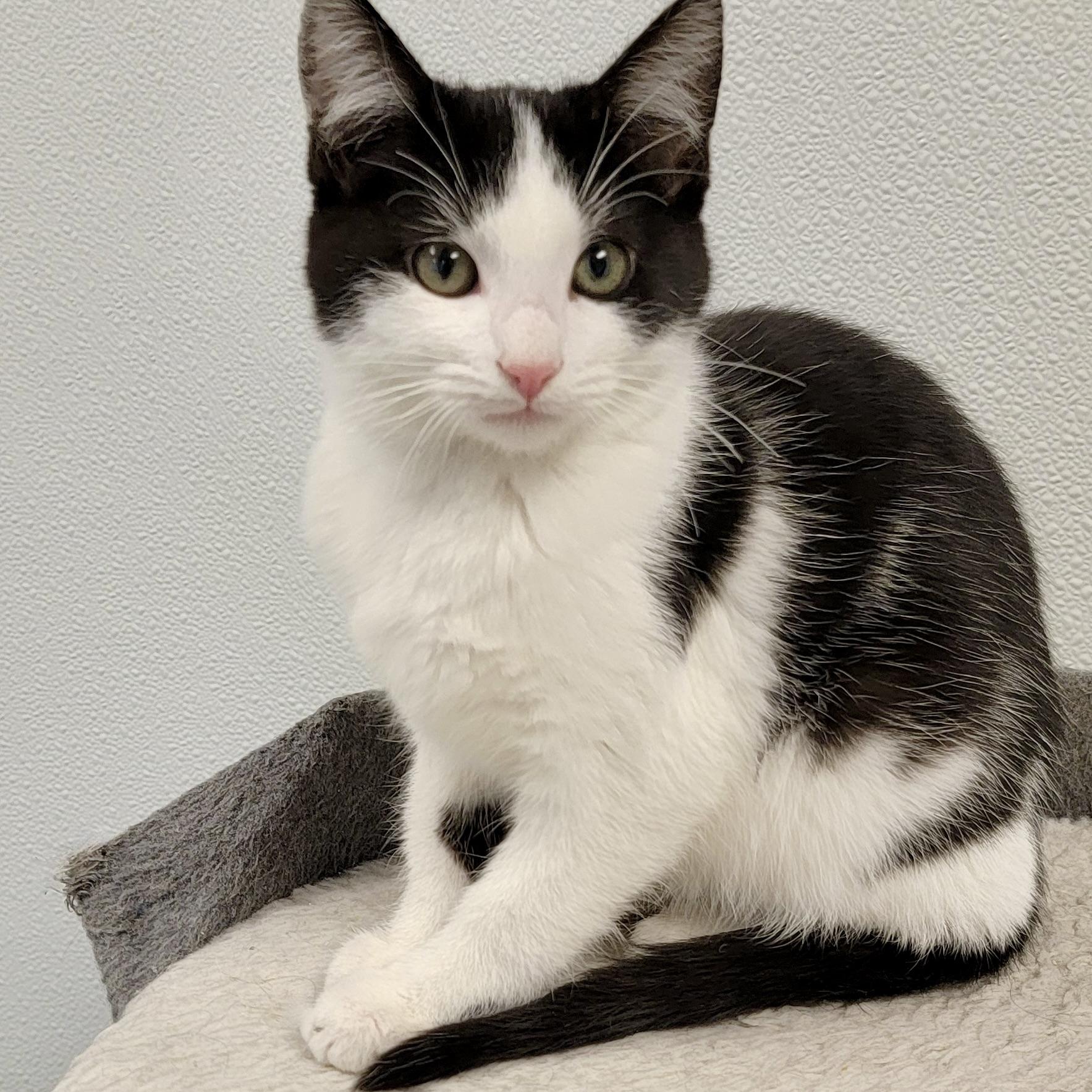 THOMAS, Adoptable, Kitten Male Domestic Short Hair & Tuxedo.