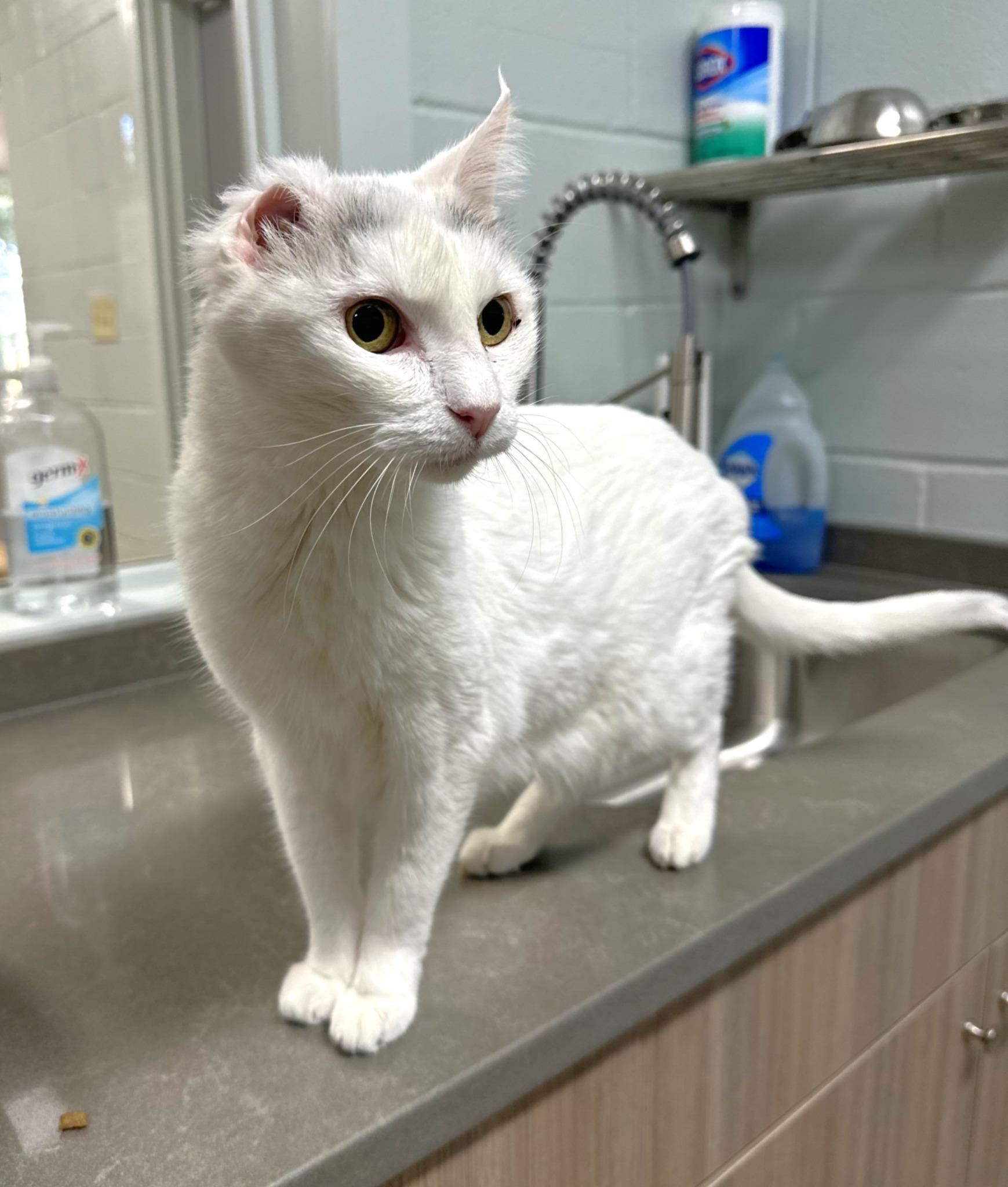 Enlarge Twinkle, a Adoptable Domestic Short Hair in Lufkin, TX image 2/2