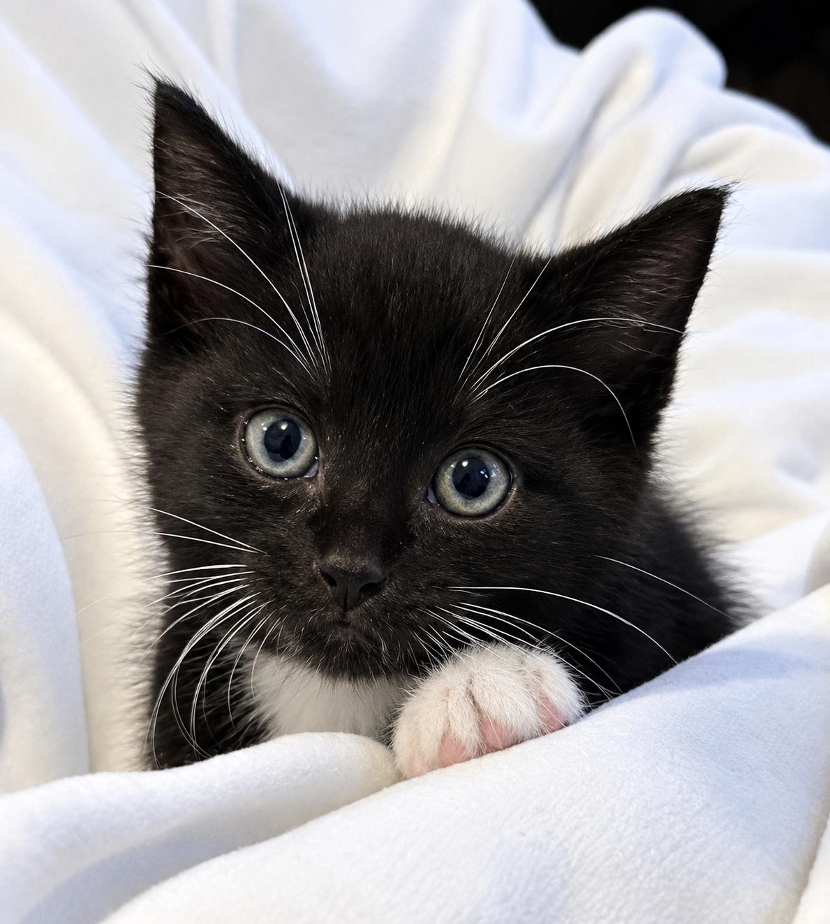 Enlarge Gatsby, a Adoptable mixed breed in Allentown, NJ image 1/1