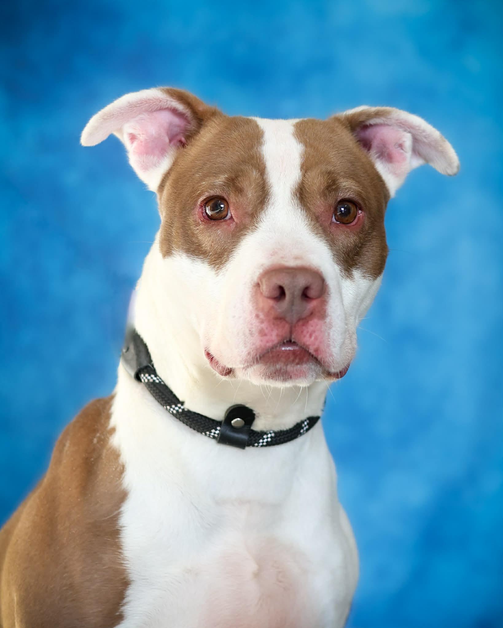 Barbie, ADOPTABLE, Adult Female Pit Bull Terrier.