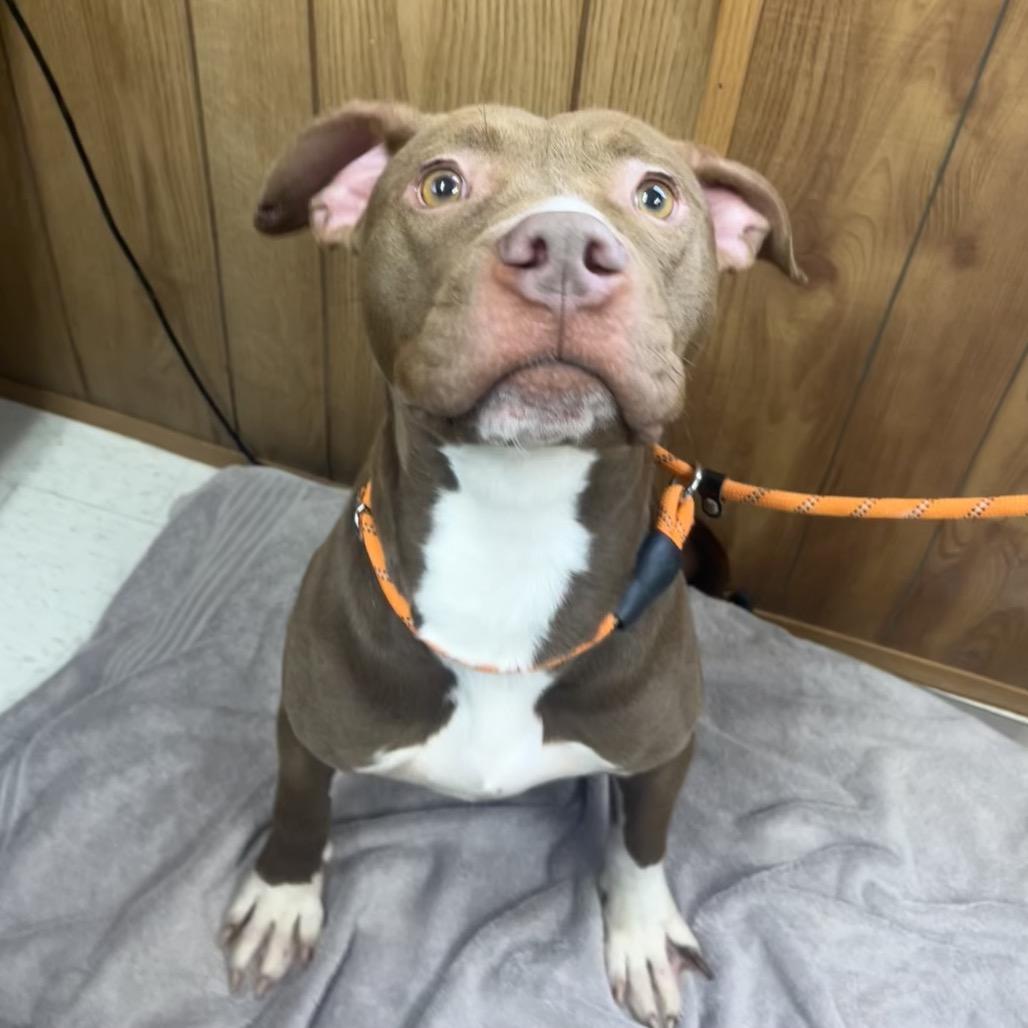 Talia, Adoptable, Young Female Mixed Breed.