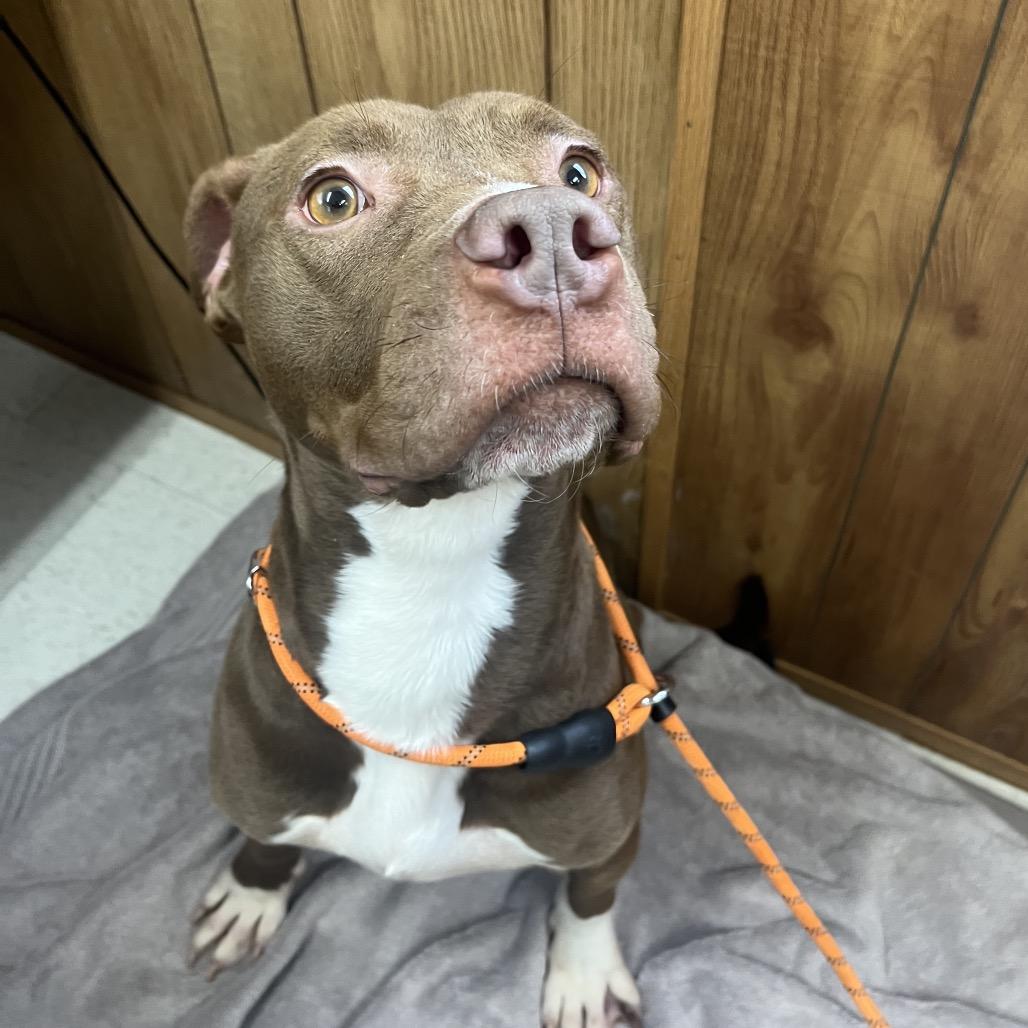 Enlarge Talia, a Adoptable Mixed Breed in Columbiana, AL image 2/2