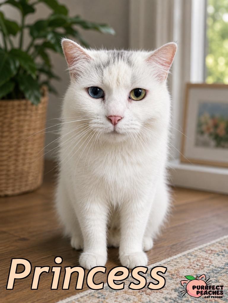 Princess, Adoptable, Senior Female Domestic Short Hair.