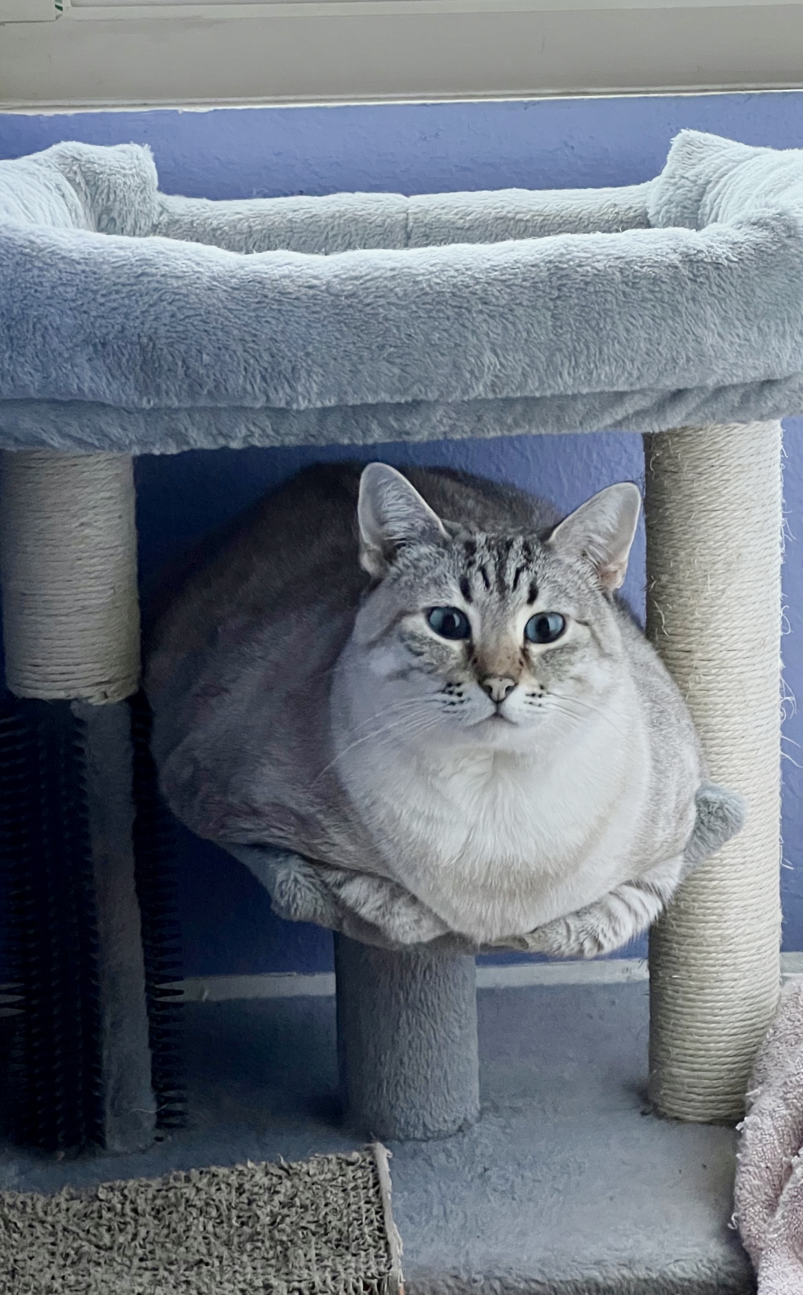Enlarge Meadow, a Adoptable Siamese in Tustin, CA image 1/1