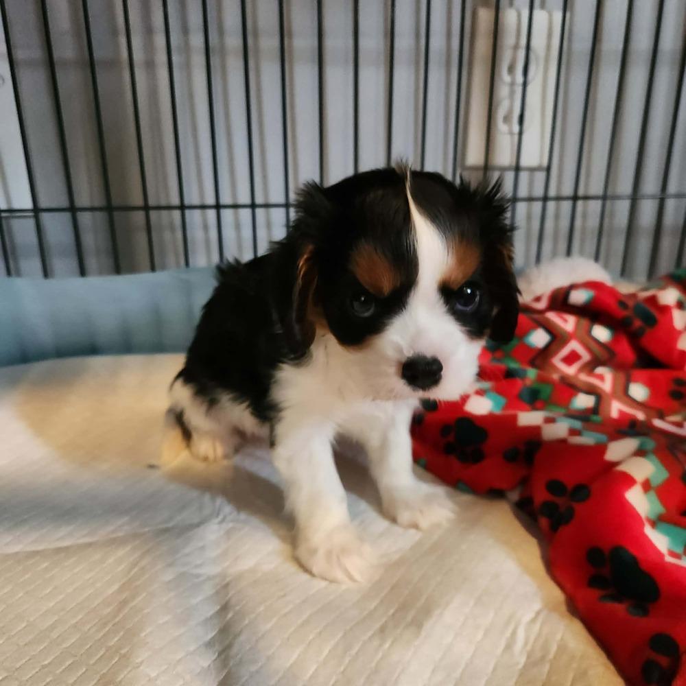 Enlarge Cavalier- Sprout, a Adoptable Cavalier King Charles Spaniel in Omaha, NE image 1/1