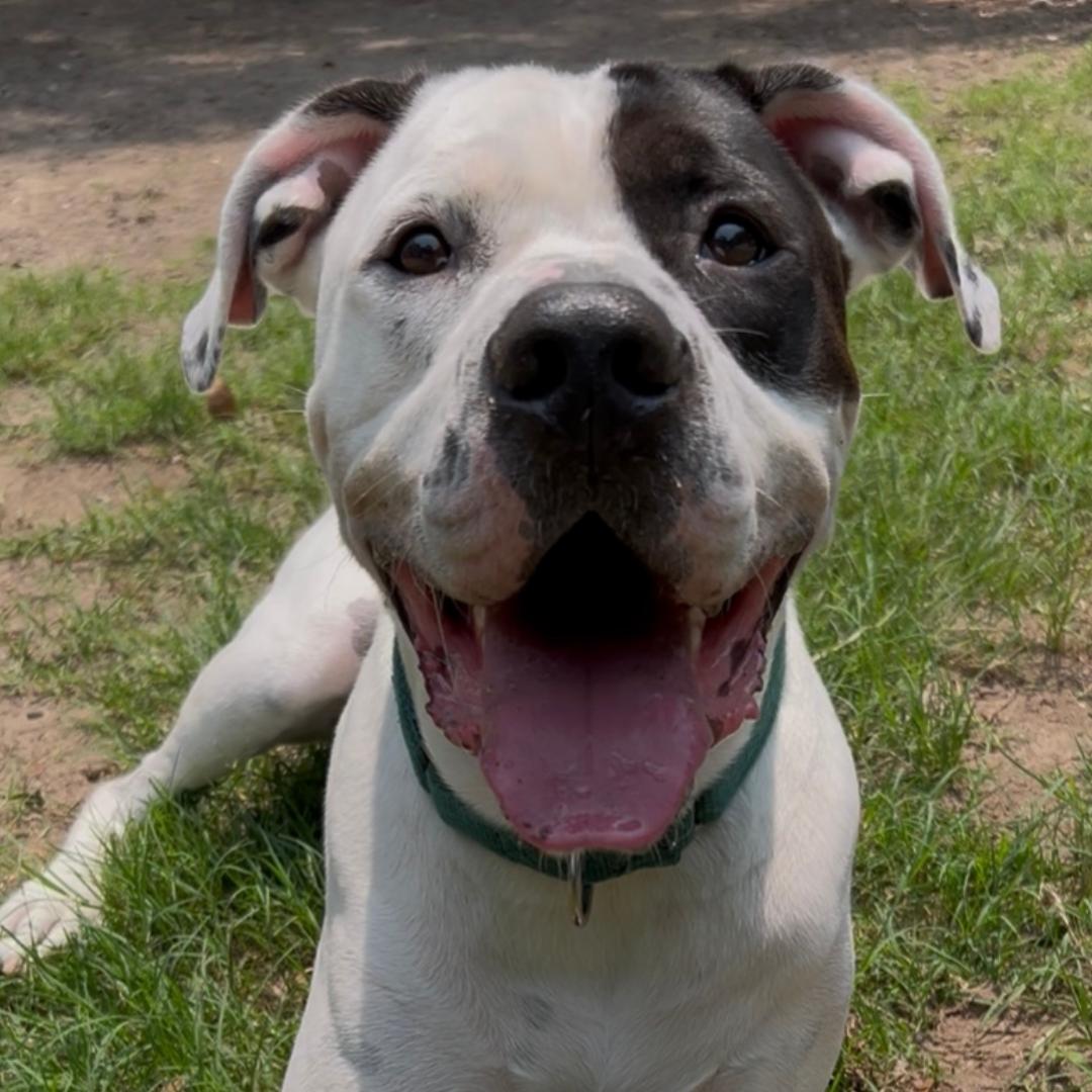 Bando, a Adoptable mixed breed in Charleston, SC image 1/5