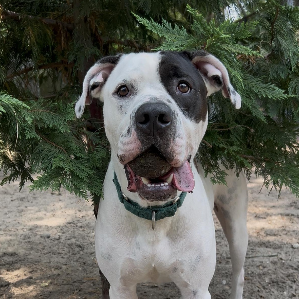 Bando, a Adoptable mixed breed in Charleston, SC image 5/5
