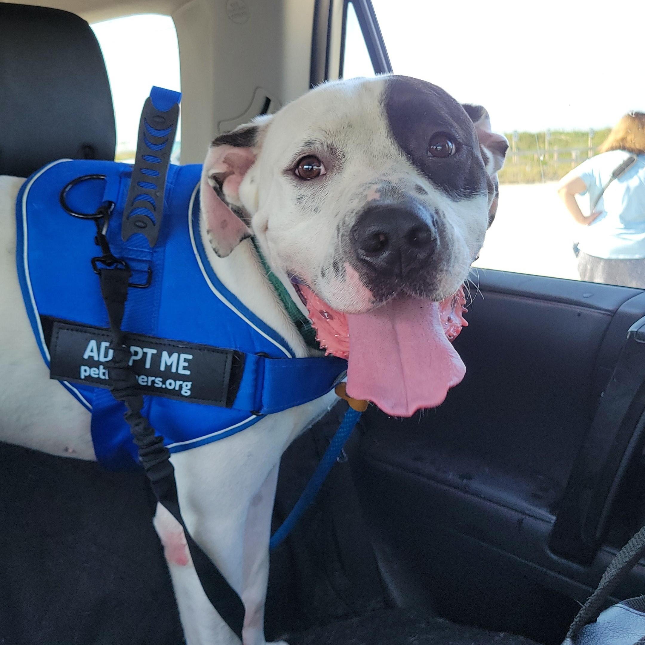 Bando, a Adoptable mixed breed in Charleston, SC image 3/5