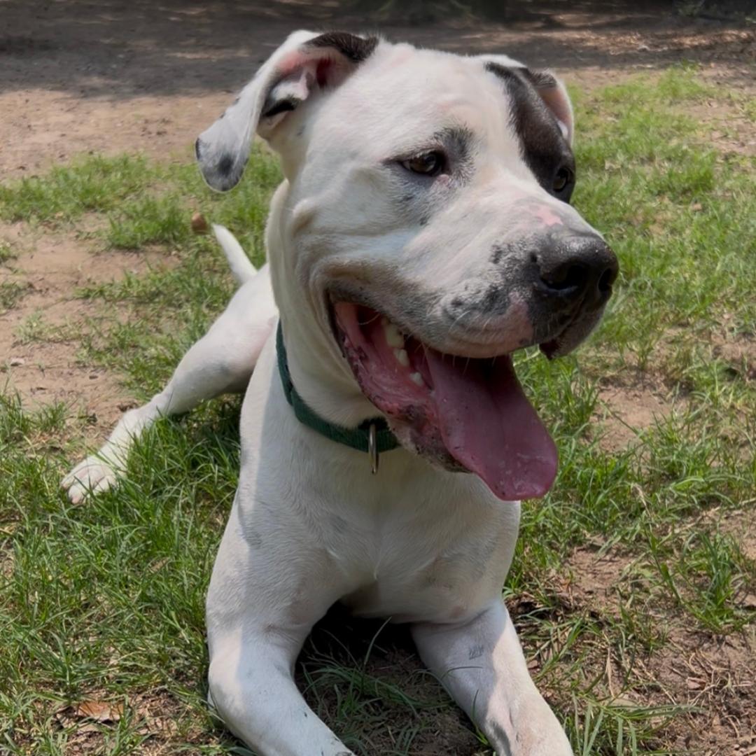 Bando, a Adoptable mixed breed in Charleston, SC image 4/5
