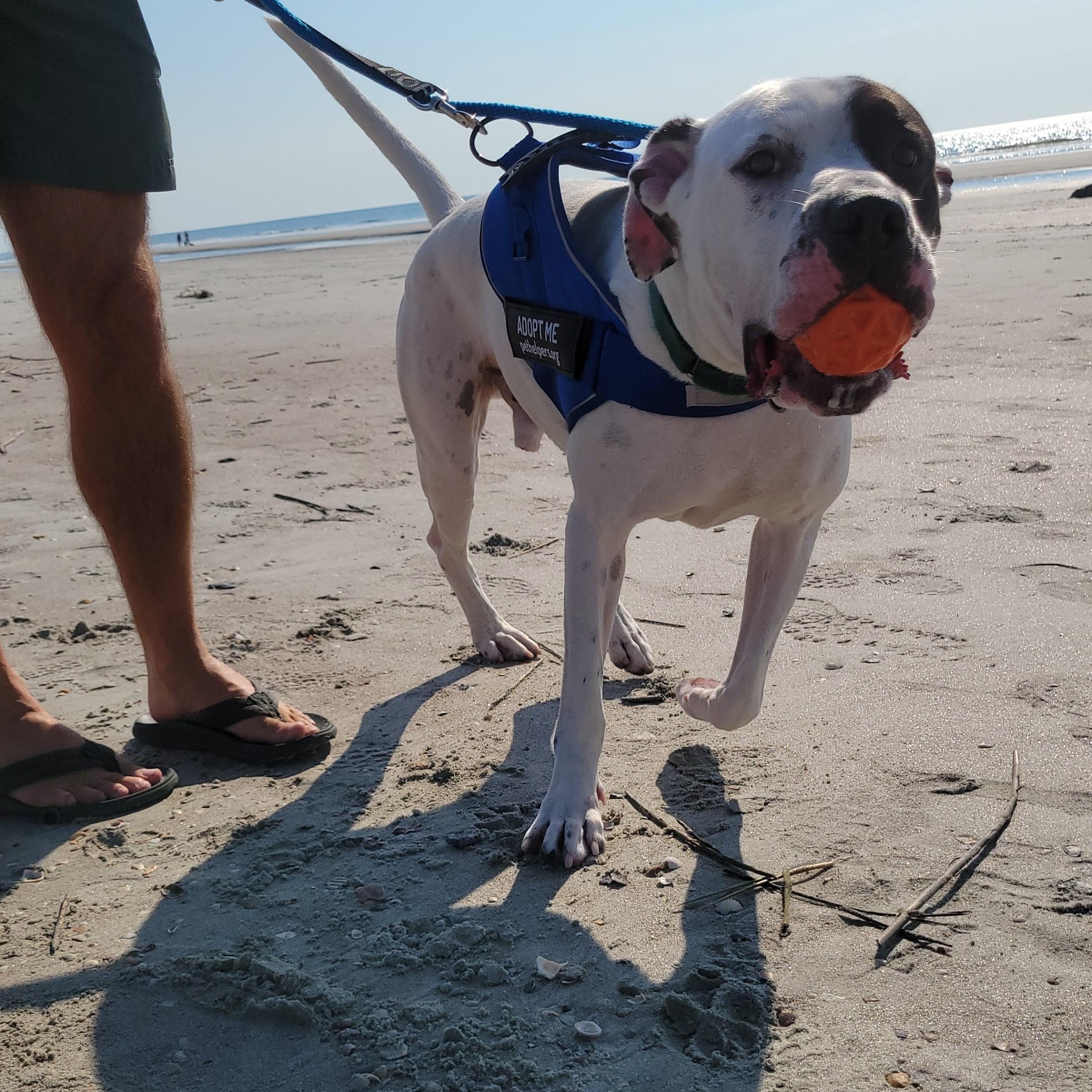 Bando, a Adoptable mixed breed in Charleston, SC image 2/5