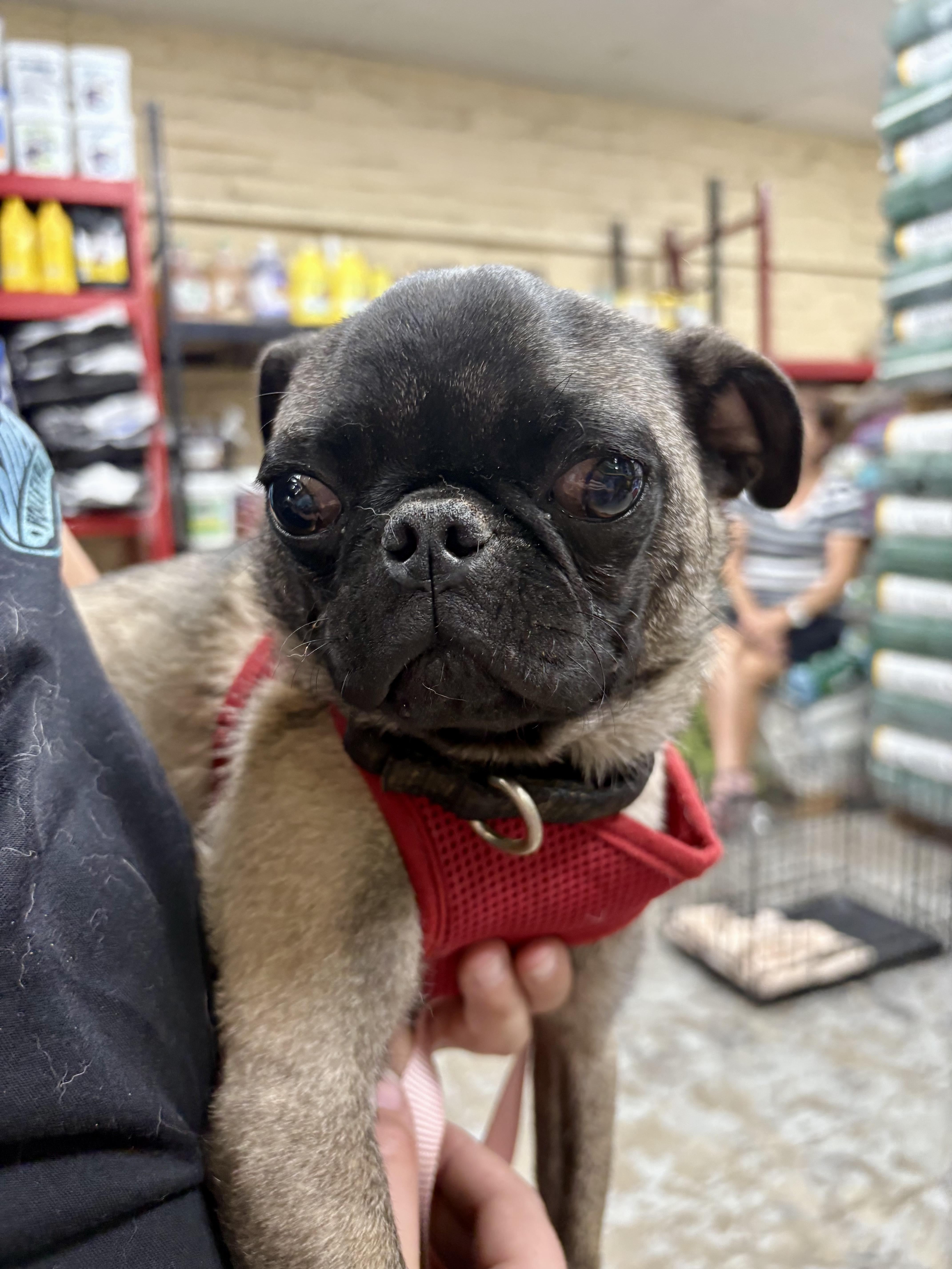 Troubles, a Adoptable Pug in Tucson, AZ image 1/3