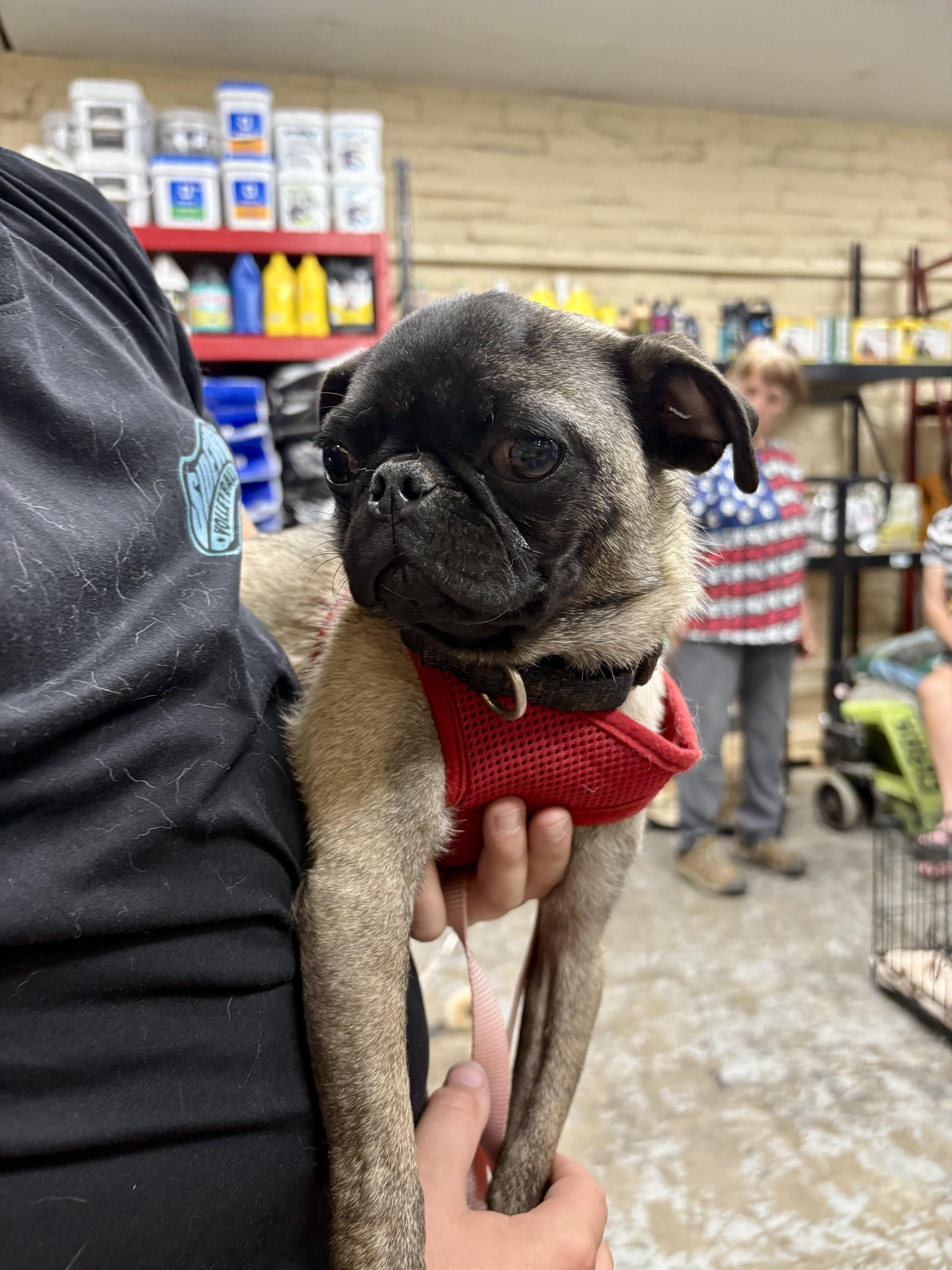 Troubles, a Adoptable Pug in Tucson, AZ image 3/3