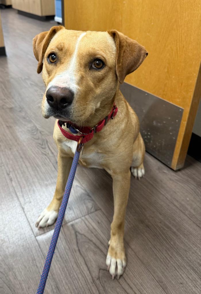 Mya, Adoptable, Young Female Pit Bull Terrier & Labrador Retriever.