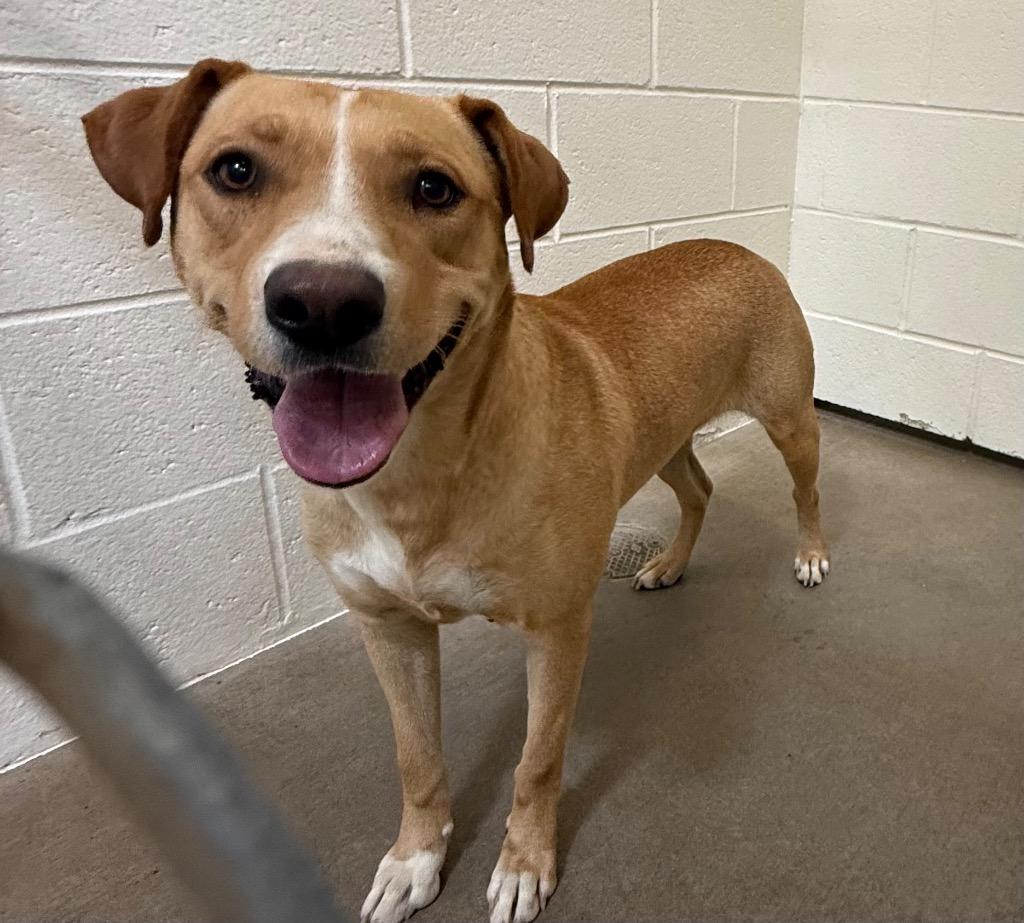 Enlarge Mya, a Adoptable mixed breed in Gillette, WY image 2/4