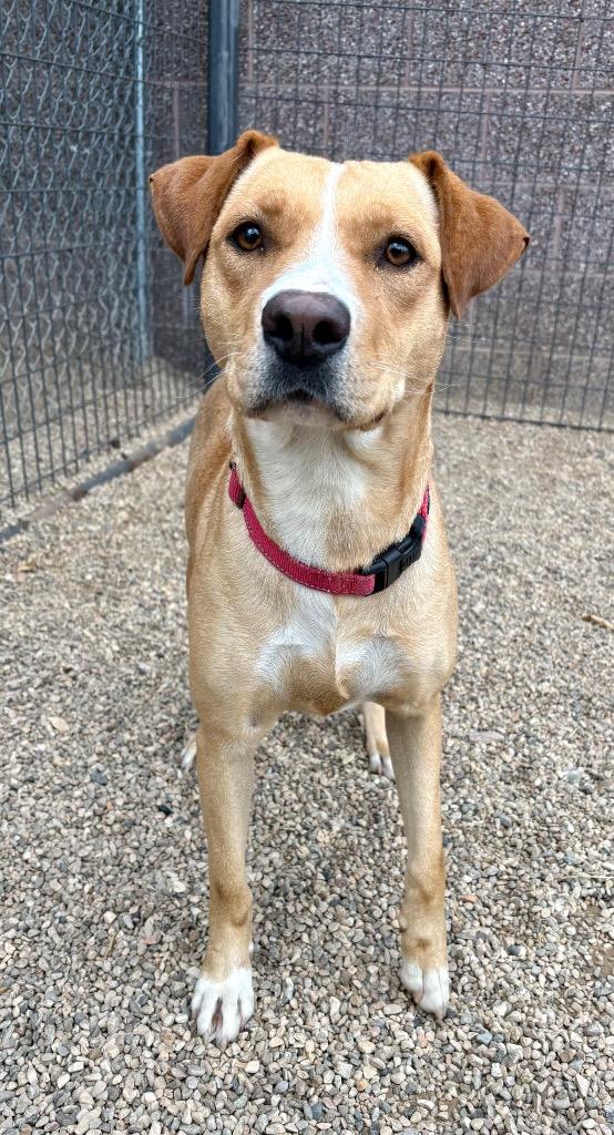 Enlarge Mya, a Adoptable mixed breed in Gillette, WY image 3/4