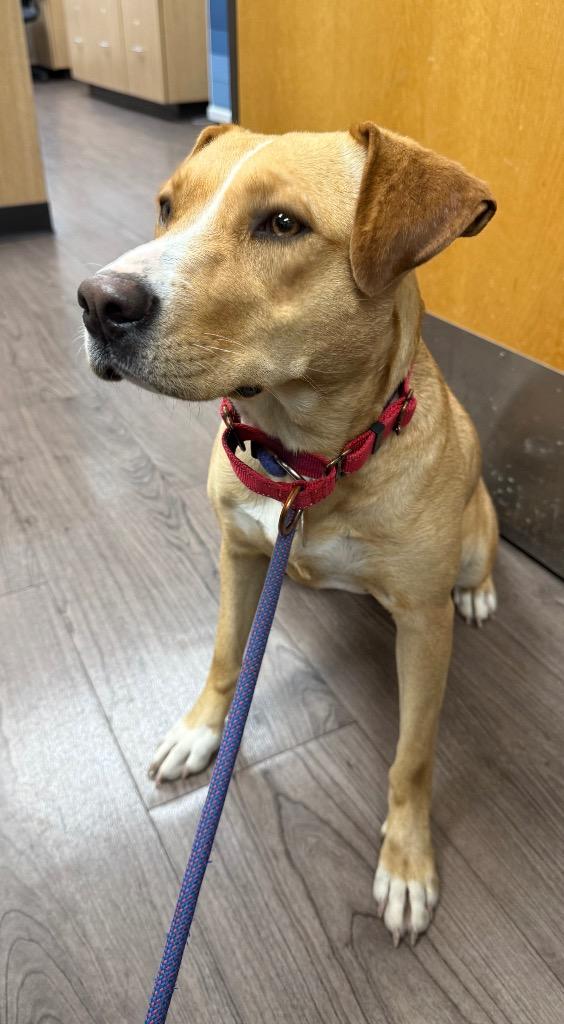 Enlarge Mya, a Adoptable mixed breed in Gillette, WY image 4/4