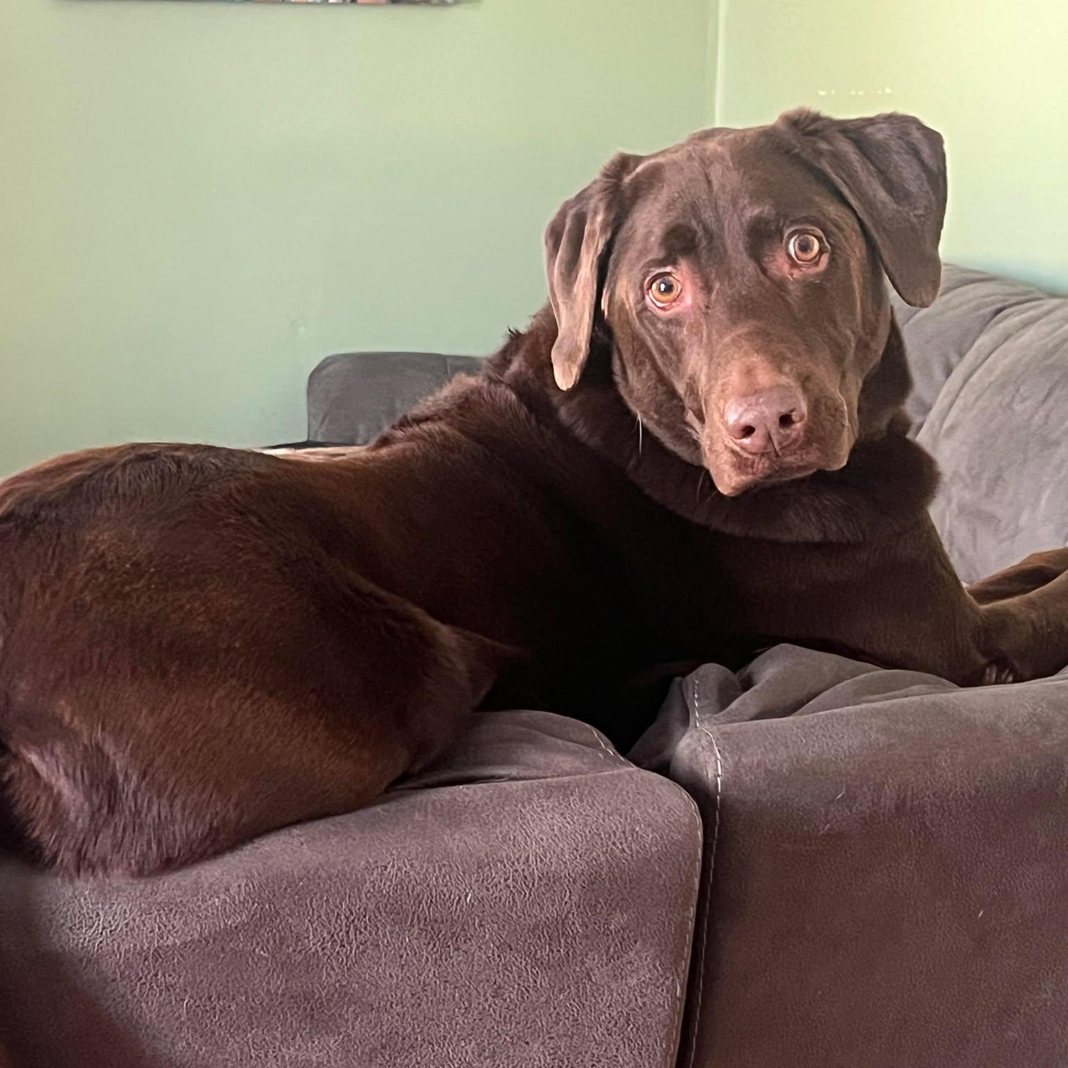 Enlarge Zaydi, a Adoptable Chocolate Labrador Retriever in ST JACOBS, ON image 4/6