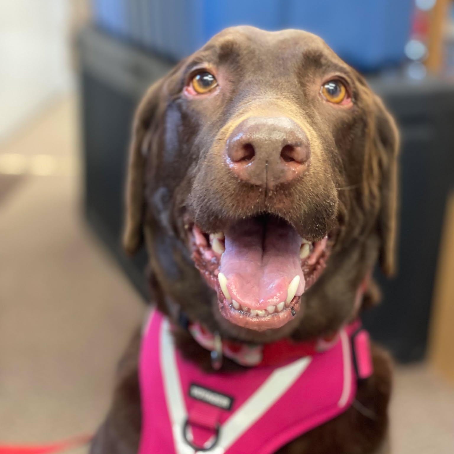 Enlarge Zaydi, a Adoptable Chocolate Labrador Retriever in ST JACOBS, ON image 2/6
