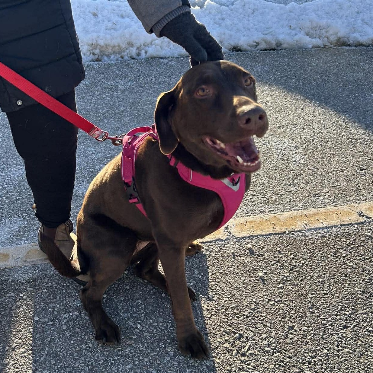 Enlarge Zaydi, a Adoptable Chocolate Labrador Retriever in ST JACOBS, ON image 5/6