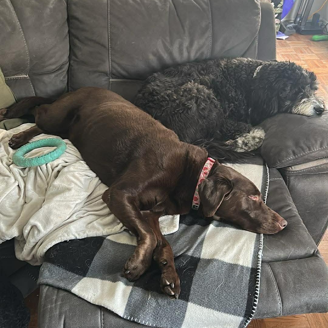 Enlarge Zaydi, a Adoptable Chocolate Labrador Retriever in ST JACOBS, ON image 6/6