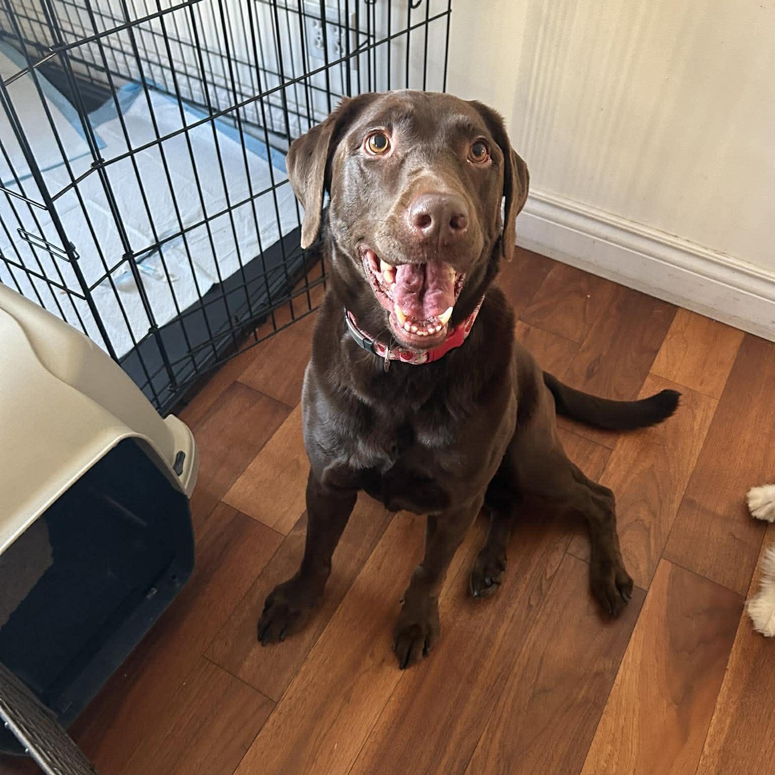 Enlarge Zaydi, a Adoptable Chocolate Labrador Retriever in ST JACOBS, ON image 3/6