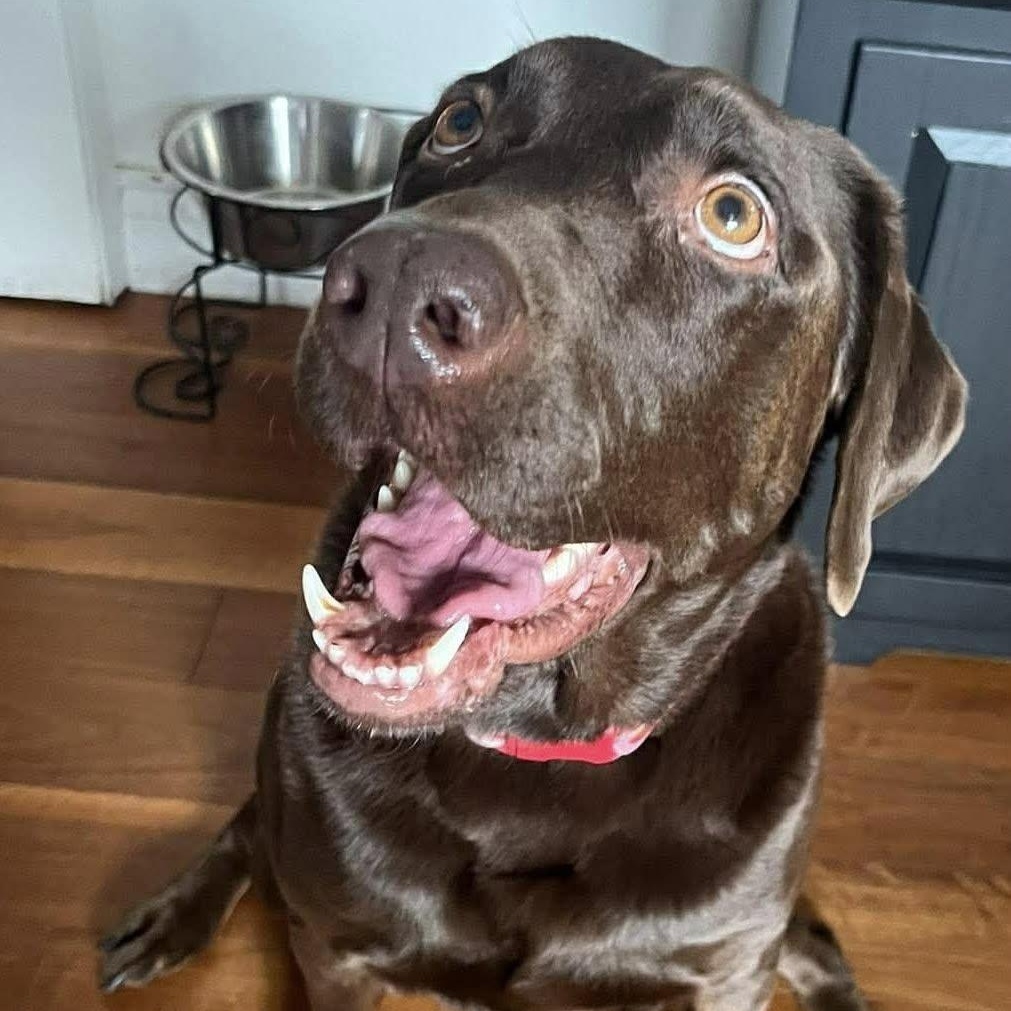 Enlarge Zaydi, a Adoptable Chocolate Labrador Retriever in ST JACOBS, ON image 1/6