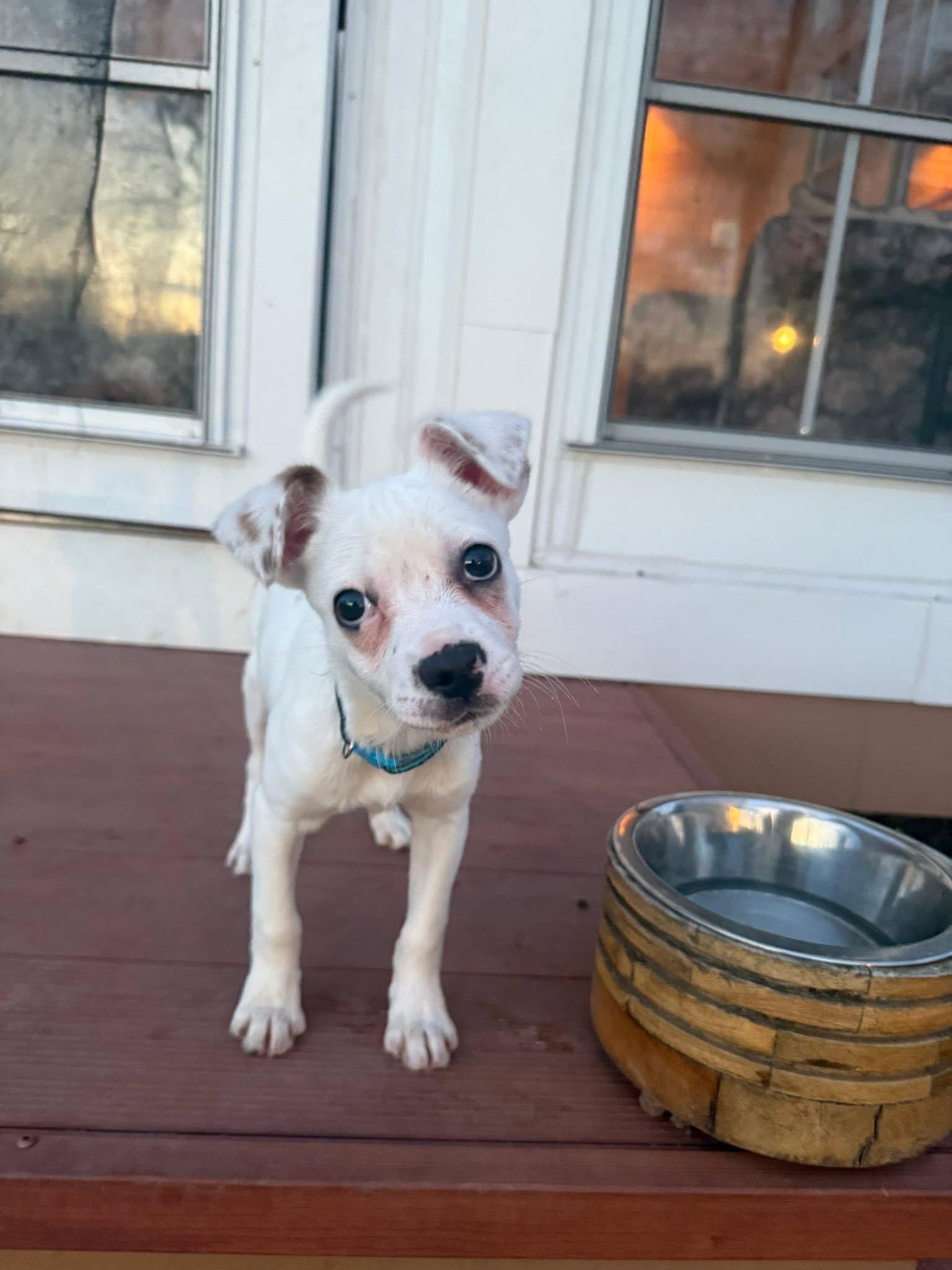 Enlarge Pogo, a Adoptable Terrier in New London, WI image 1/3