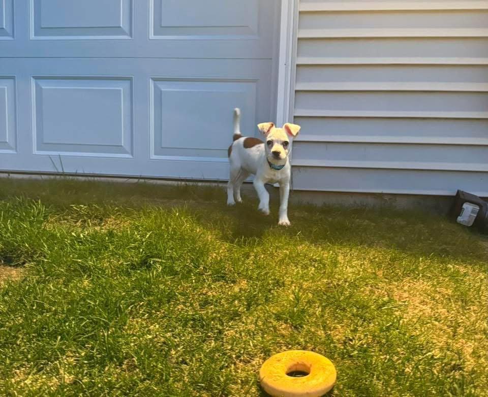 Enlarge Pogo, a Adoptable Terrier in New London, WI image 2/3