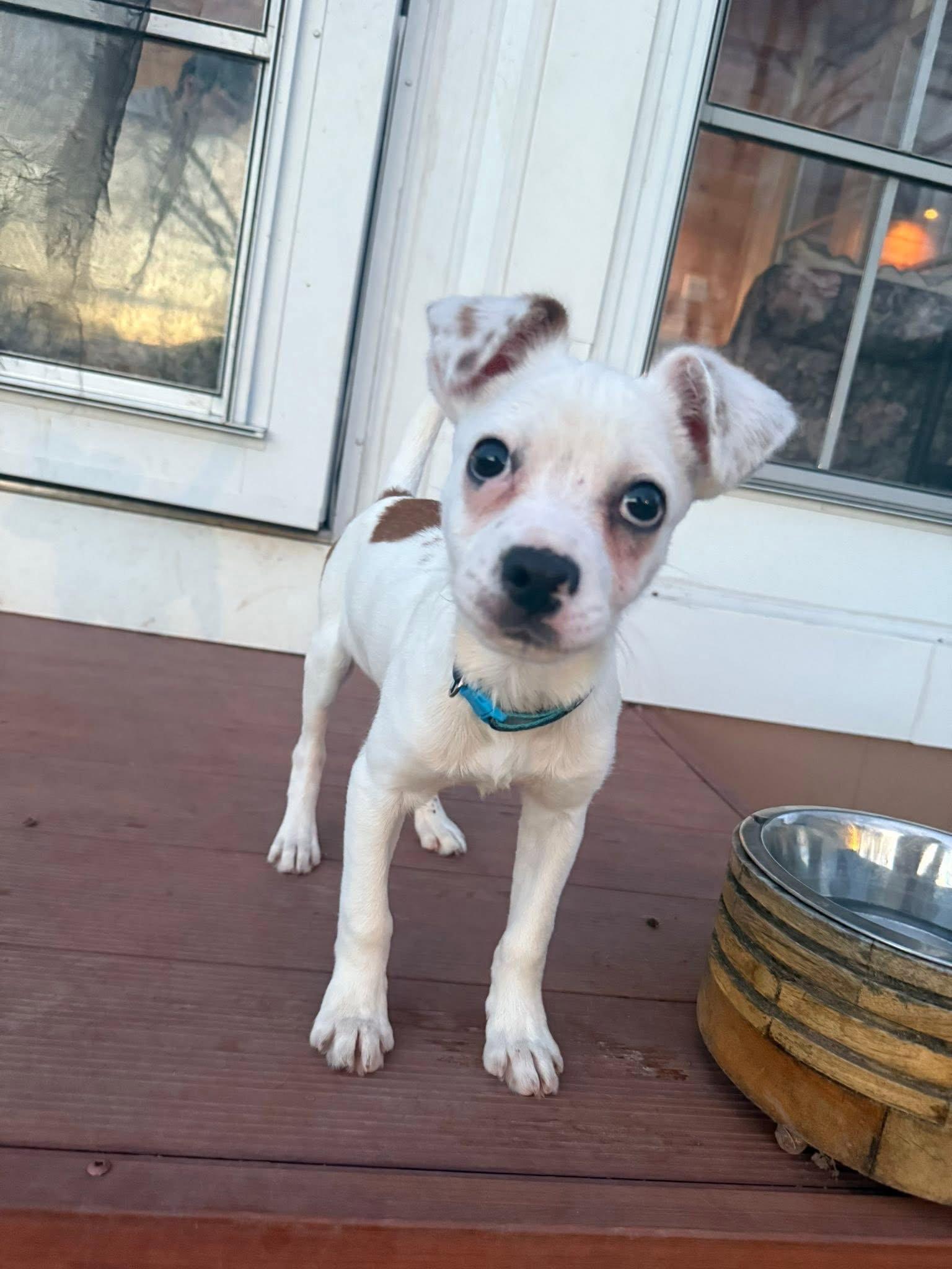 Enlarge Pogo, a Adoptable Terrier in New London, WI image 3/3