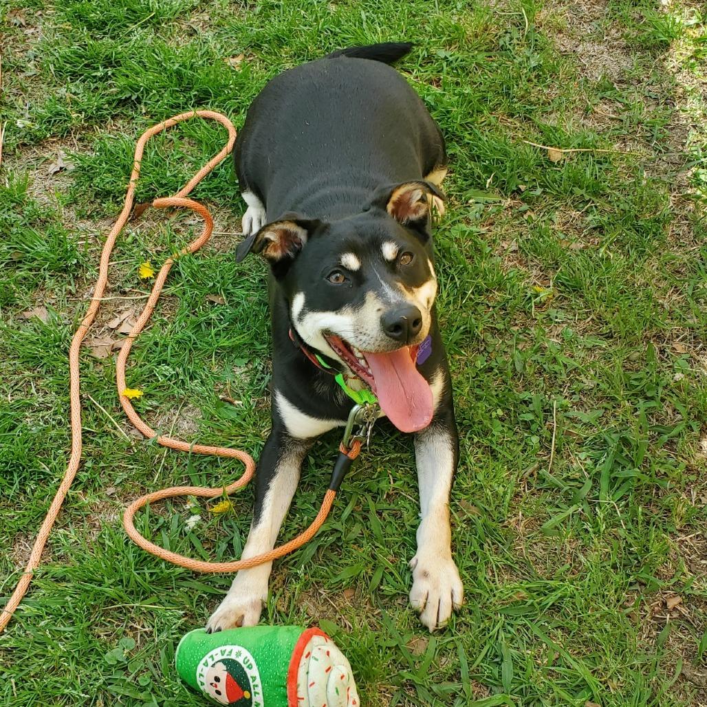 Enlarge Cyrus, a Adoptable mixed breed in Denison, TX image 1/4