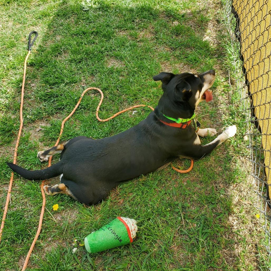 Enlarge Cyrus, a Adoptable mixed breed in Denison, TX image 2/4