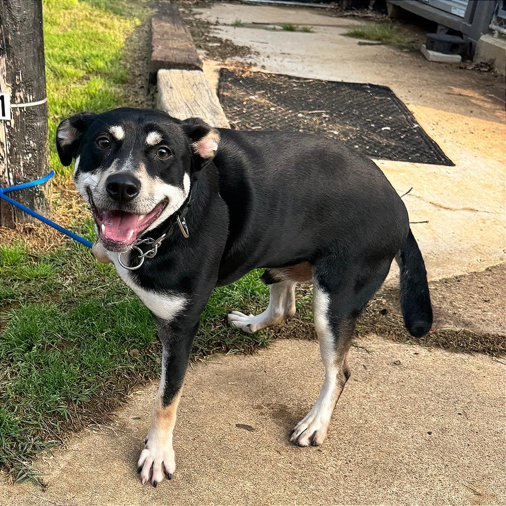 Cyrus, Adoptable, Puppy Male Hound.