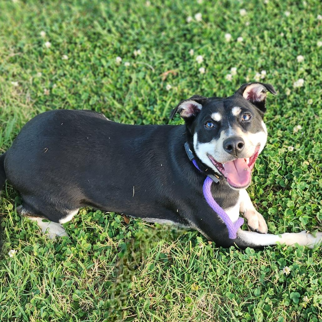 Enlarge Cyrus, a Adoptable mixed breed in Denison, TX image 3/4