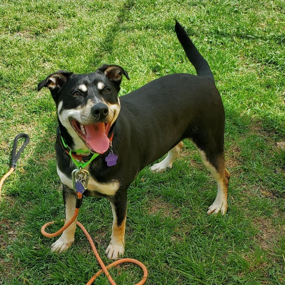 Enlarge Cyrus, a Adoptable mixed breed in Denison, TX image 4/4