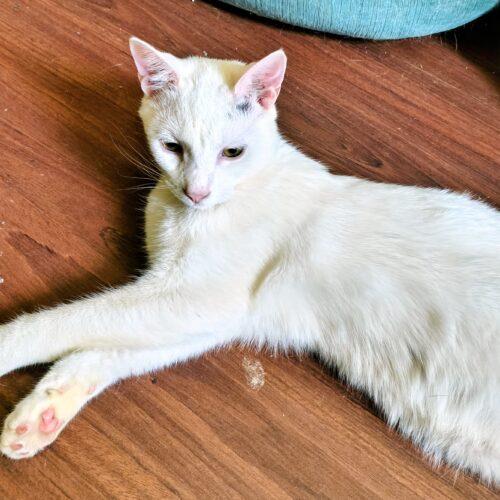 Big Ears, ADOPTABLE, Young Male Domestic Short Hair.
