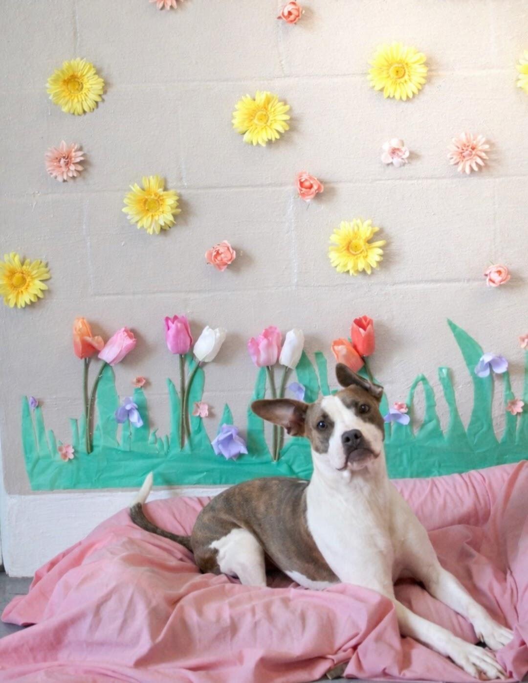 Kelesie, adopted, Young Female Terrier.