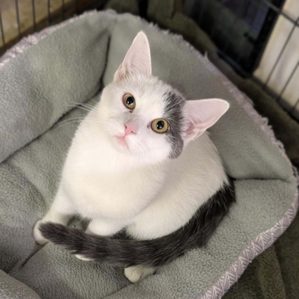 Wisp, adopted, Young Female Domestic Short Hair.