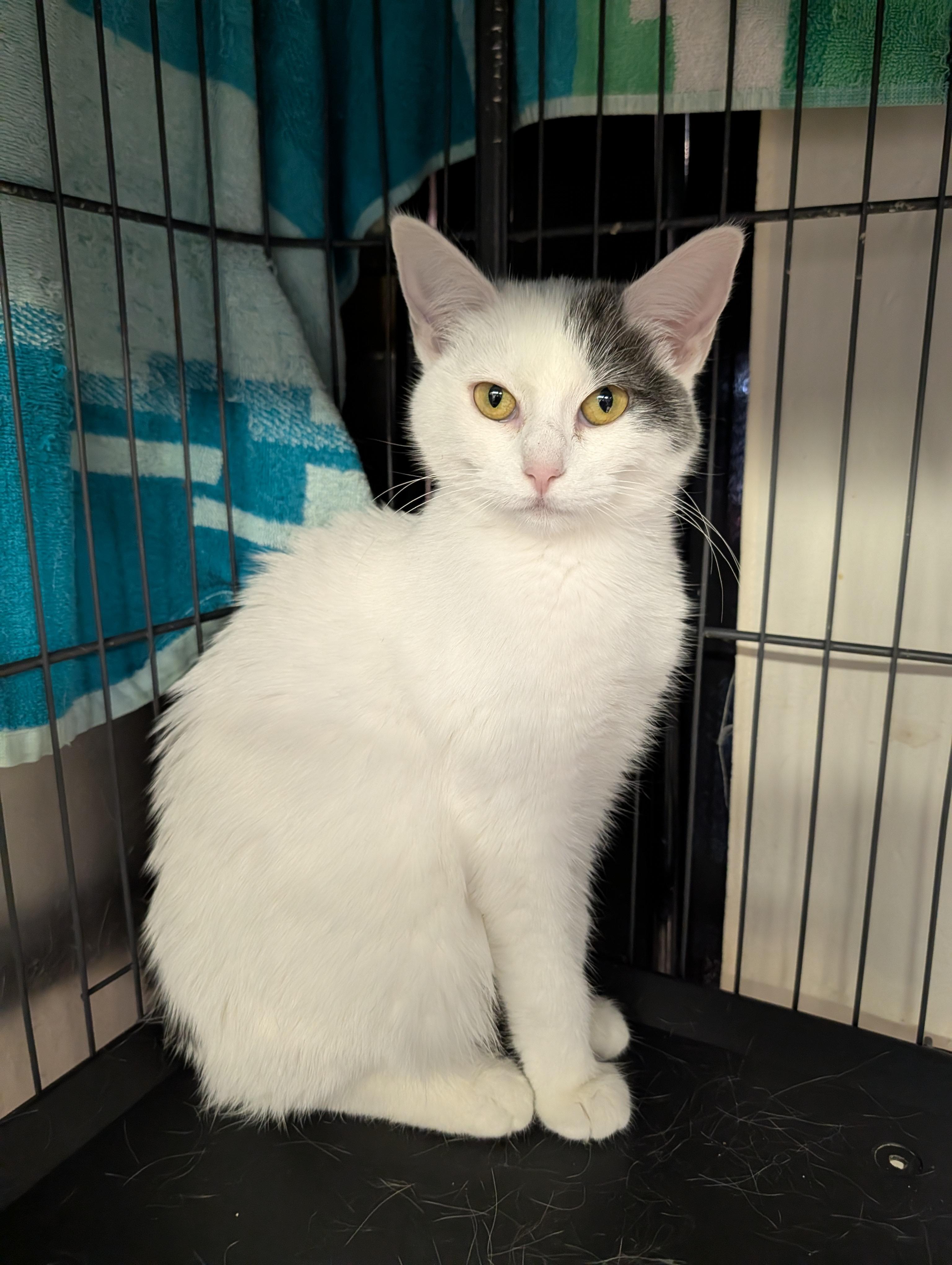 Enlarge Wisp, an adopted Domestic Short Hair in Cape Girardeau, MO image 2/3